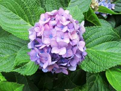 IMG_0810.JPG