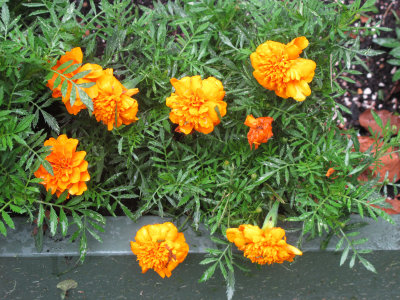 Orange Marigold Blossoms