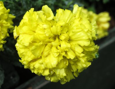 Yellow Marigold Blossom