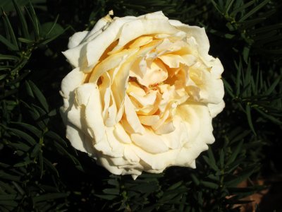 Rosa