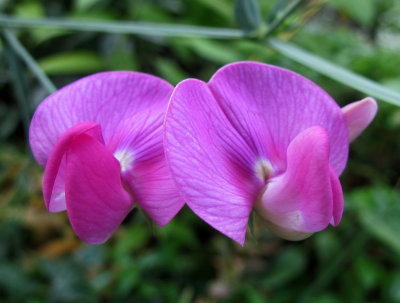 Pink Sweet Pea Blossoms