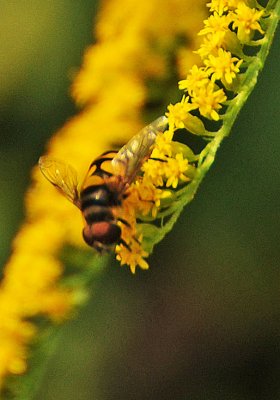 Cicada Killer on Goldenrod Blossoms