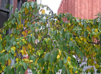 Late Summer Prunus Foliage