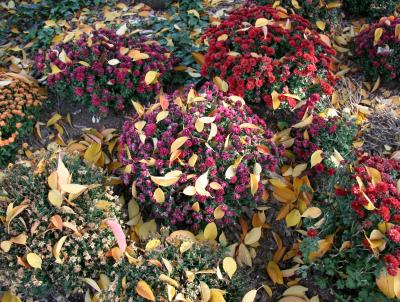 Chrysanthemums & Cherry Tree Foliage