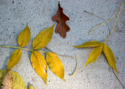 Elm & Oak Foliage