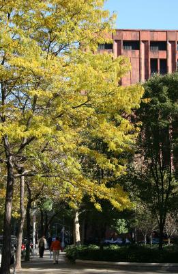Fall Scene  - NYU Library & Locust Tree