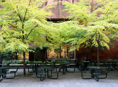 Linden Trees - NYU Library Lane