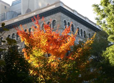 Maple Tree & NYU School of Education