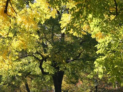 Scholar or Japanese Pagoda Foliage