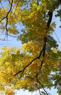 Scholar or Japanese Pagoda Foliage