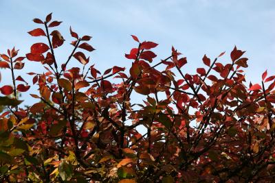 Burning Bush Foliage