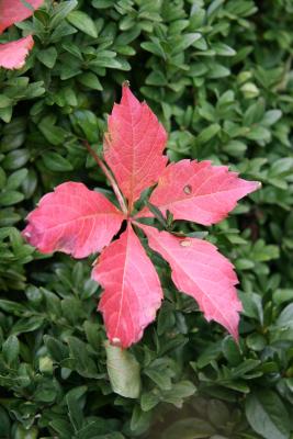 Woodbine in an Azalea Bush