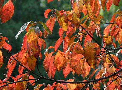 Dogwood Foliage