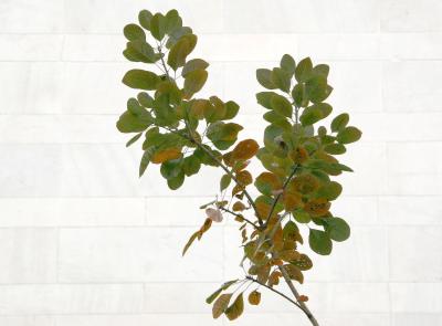 Smoke Tree Foliage near the Arch