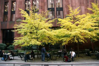 Linden Trees - NYU Library Garden