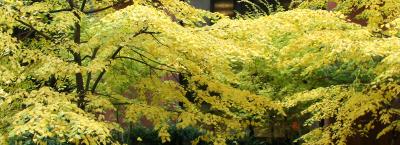 Linden Trees - NYU Library Garden