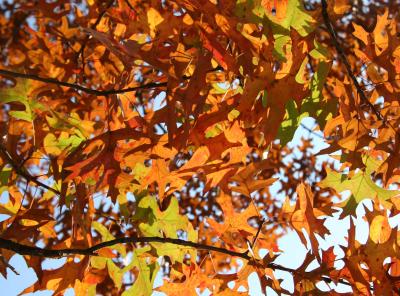 Oak Foliage - NYU Athletic Center