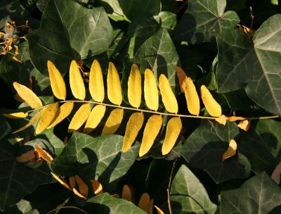 Locust Tree Foliage on an Ivy Bed