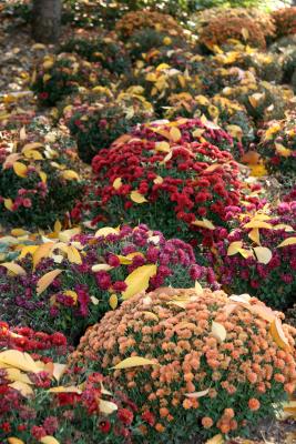 Cherry Foliage on a Bed of Chrysanthemums