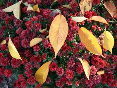 Cherry Foliage on a Bed of Chrysanthemums