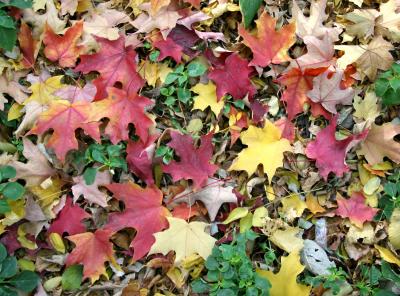 Maple Leaf Ground Foliage