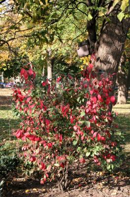 Burning Bush