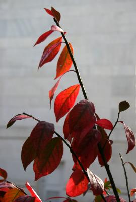 Burning Bush Foliage