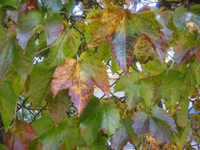 Boston Ivy or Parthenocissus tricuspidata