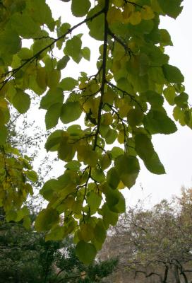 Mulberry Tree Foliage