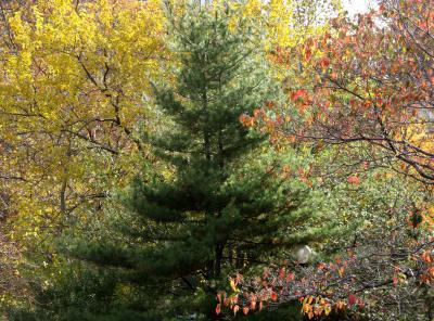 Pine, Mulberry & Dogwood Trees