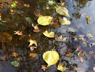 Foliage in a Puddle