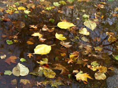 Foliage in a Puddle