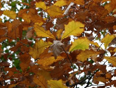 Broadleaf Oak