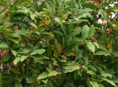 Magnolia Foliage