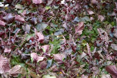 Coral Bells or Heuchera