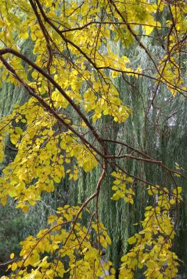 Mulberry  & Willow Foliage
