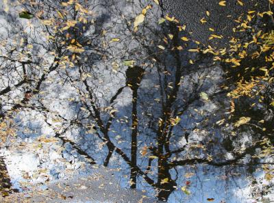 Foliage and Reflections in a Puddle