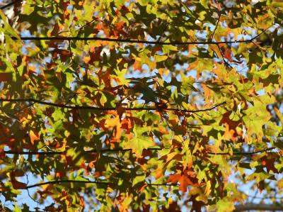 Oak Tree Foliage