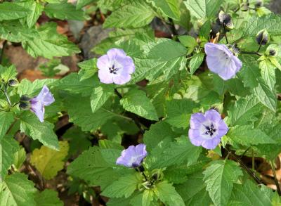 Nicandra