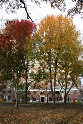 Maples at Washington Square West