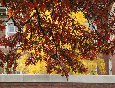 Oak & Ginkgo Foliage at NYU Law School