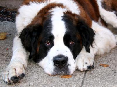 Bear the Saint Bernard