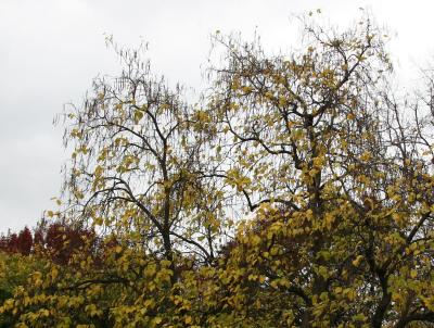 Catalpa Tree Foliage Chandeliers or Candelabras