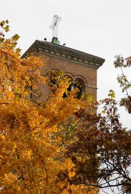 Judson Church Tower & Ginkgo Tree Foliage