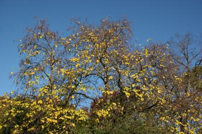 Catalpa Tree Foliage