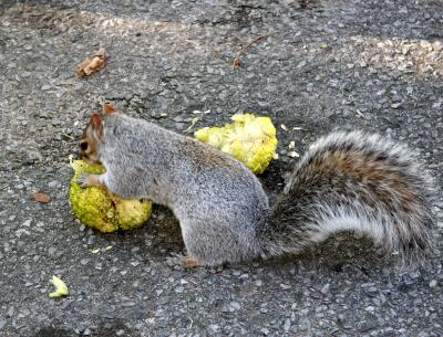 Osage Orange Fruit Treat for the Squirrel