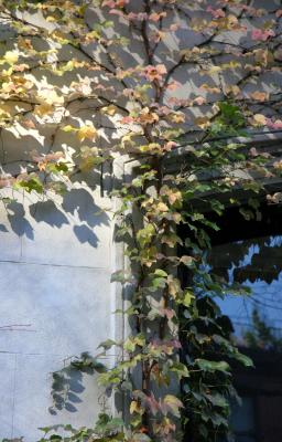 Boston Ivy or Parthenocissus tricuspidata