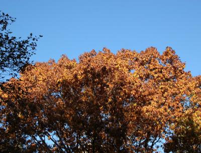 Red Oak or Quercus rubra 