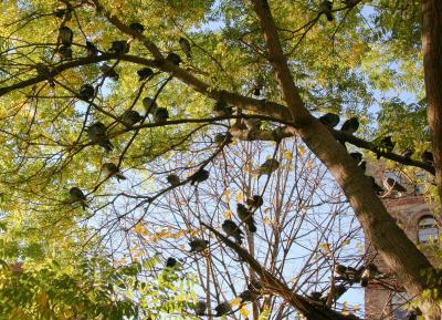 About 50 Pigeons in a Scholar Tree