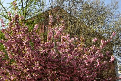 Cherry Tree Blossoms & NYU Library